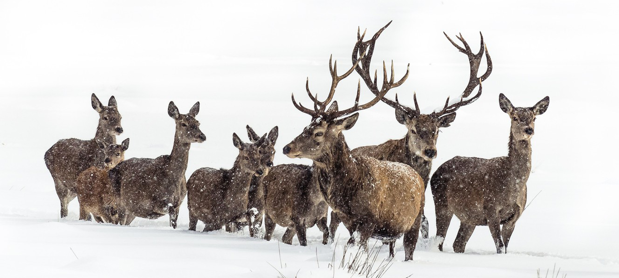 Lower Deer Valley real estate listings for sale in Park City Utah