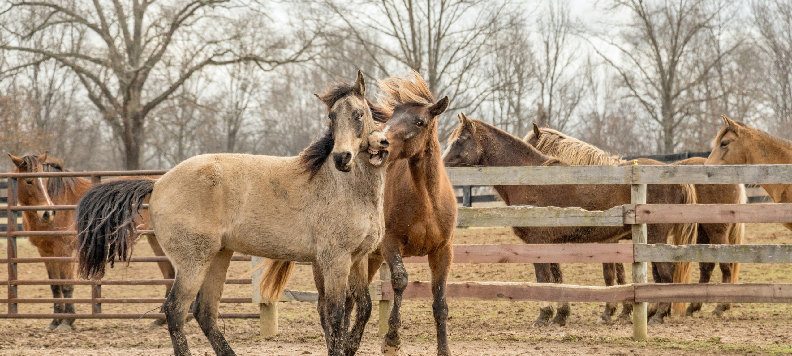 Old Ranch Road real estate listings of homes and equestrian properties for sale in Park City Utah